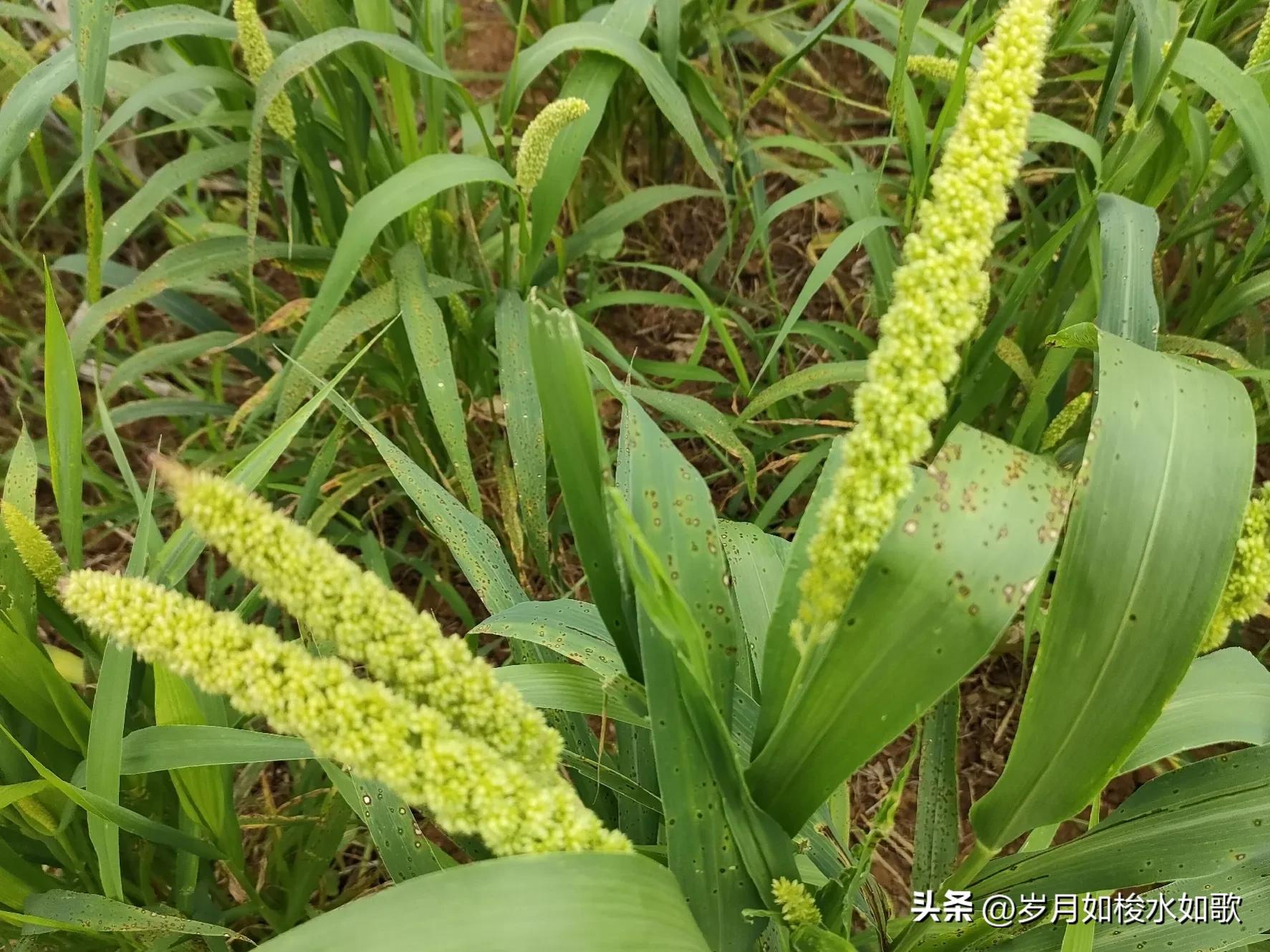 时间的小溪,时间的河流轻音乐