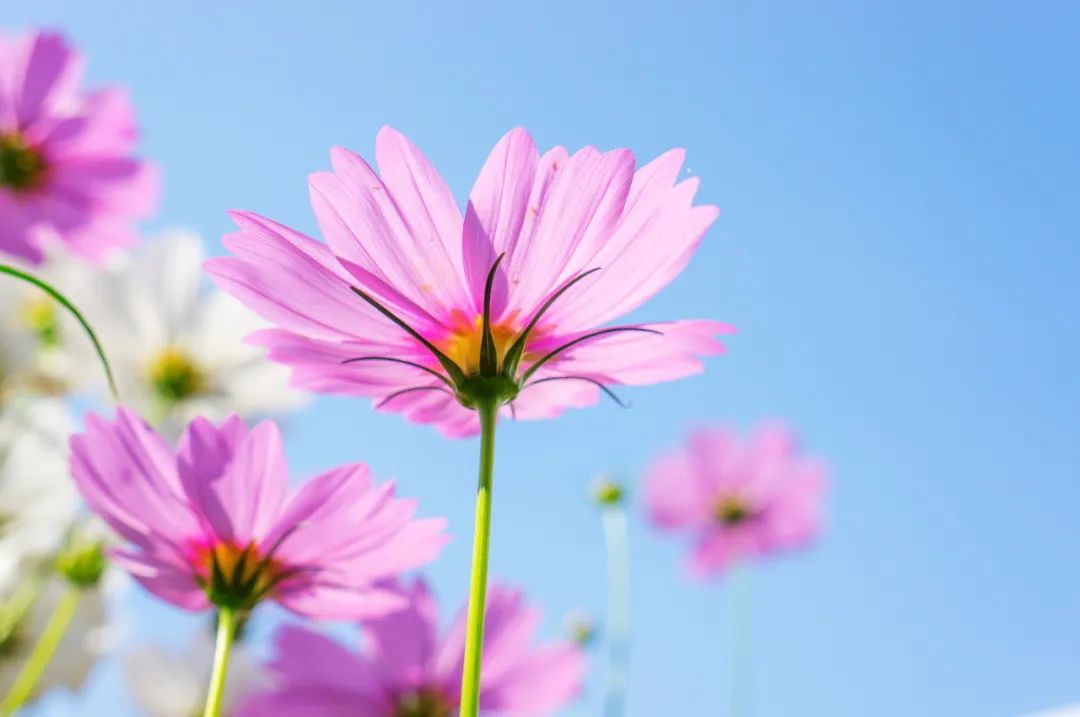 讲述古人智慧和处事方法的书,人生智慧处世的三大奇书