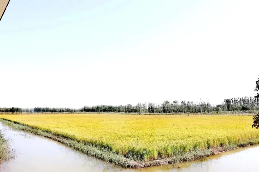 东平县种大棚挣钱吗,东平县商老庄水稻