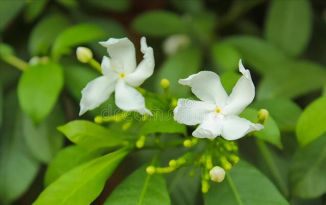 栀子花开何炅,栀子花开幼儿舞蹈