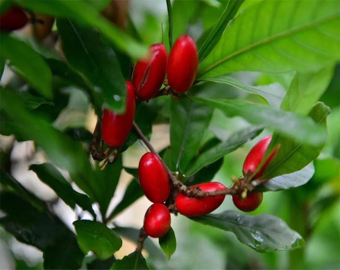 农村常见野生植物你都认识吗,农村常见植物野果