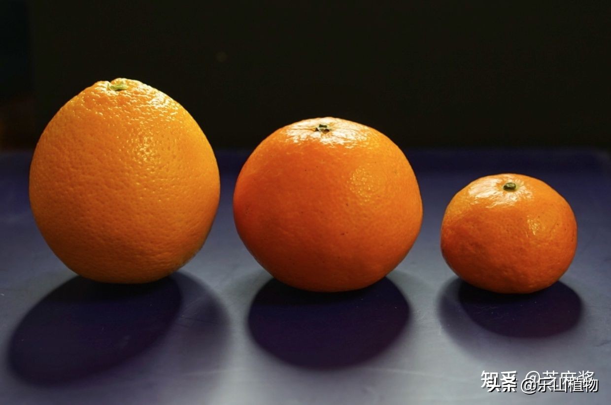 耙耙柑是什么季节口感最好,耙耙柑口感最好的季节