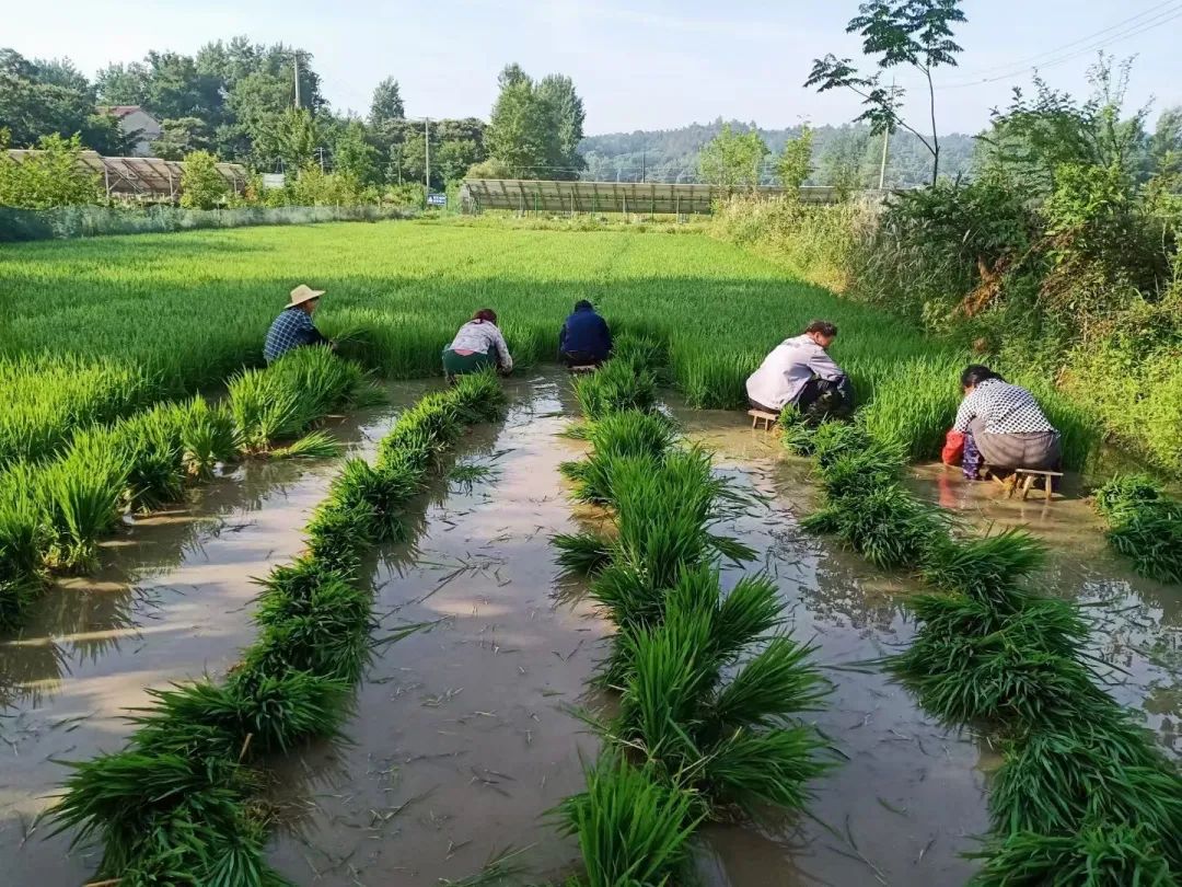 发展“禾下经济”亩收益达1万元！“小明大米”走稳高端赣米品牌