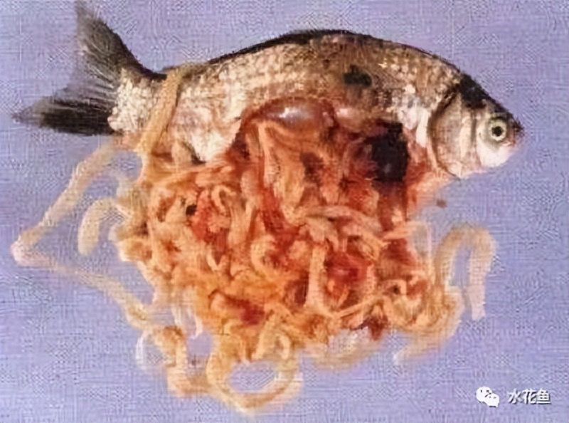 12种水产病害防治,你对水产动物病害的初步认识