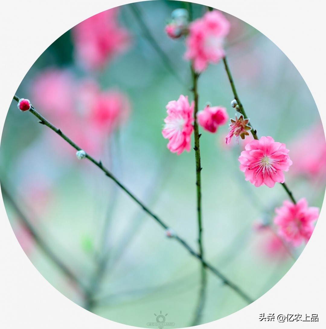 24节气立春从几号开始,24节气立春的意思和含义