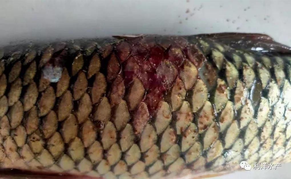 春季草鱼发病,春季草鱼发病如何防治