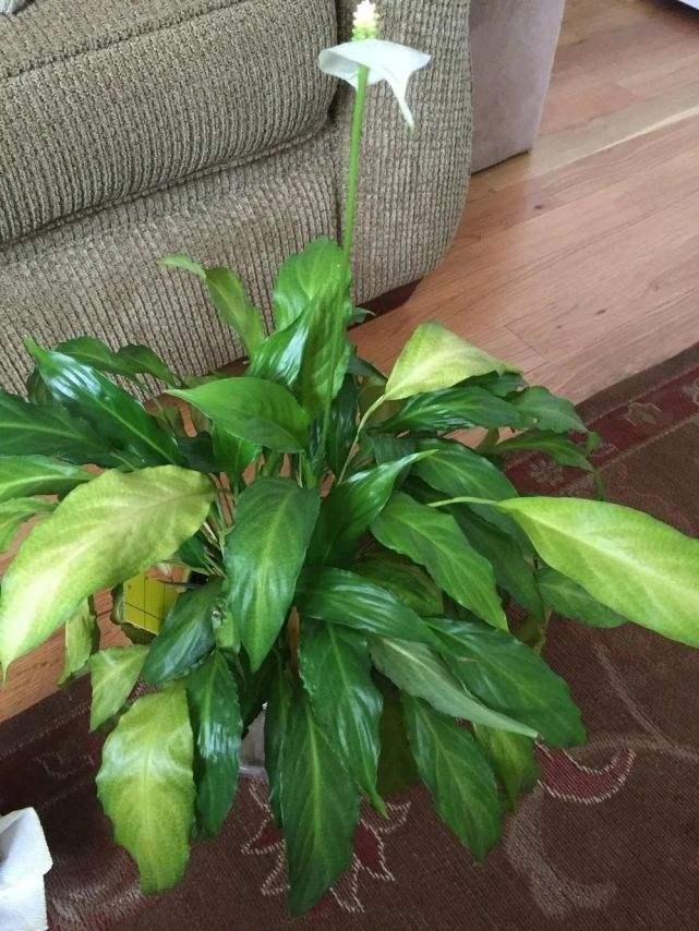 一帆风顺叶子发黄是什么原因,一帆风顺叶子有点发黄怎么办