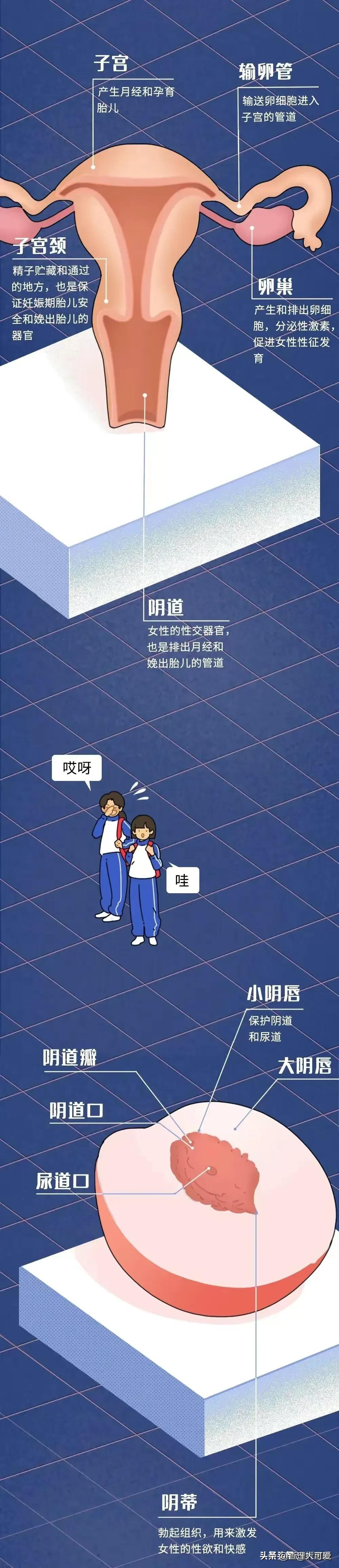 奇妙的女性生理构造，很多女生都不知道！（漫画）