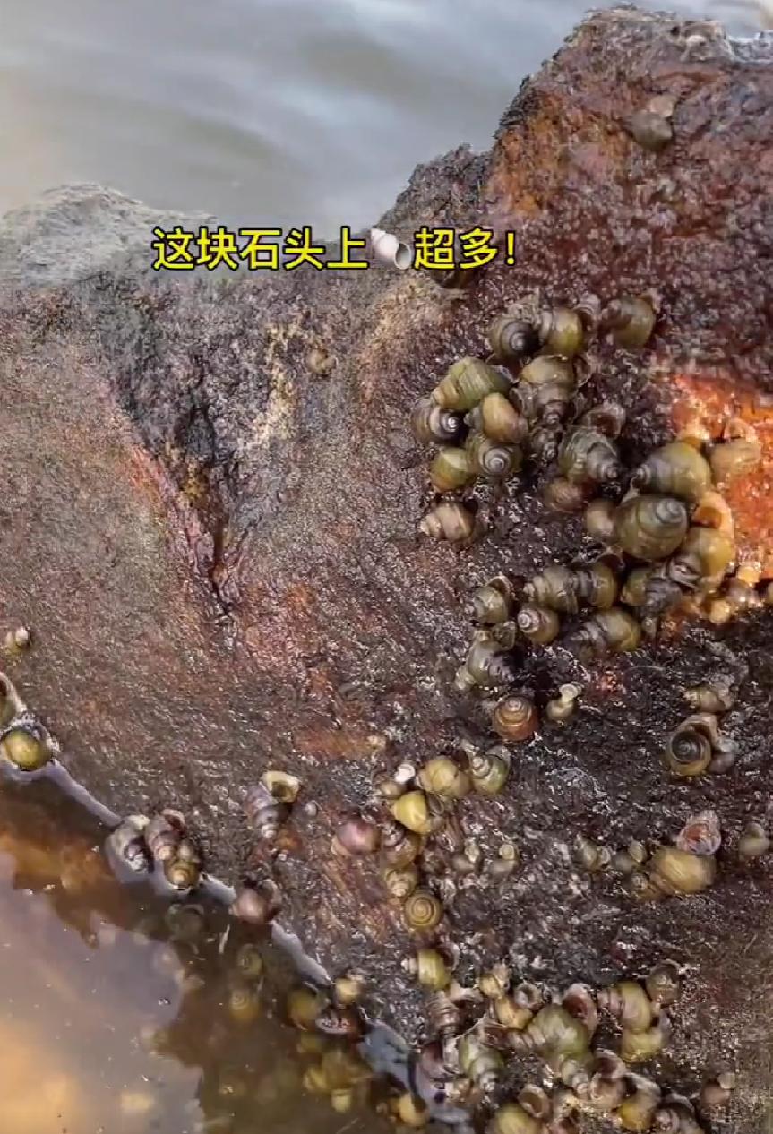 网红晚晚：炫富频翻车，豪门贵妇变寒门贵妇成群嘲，老公也不省心