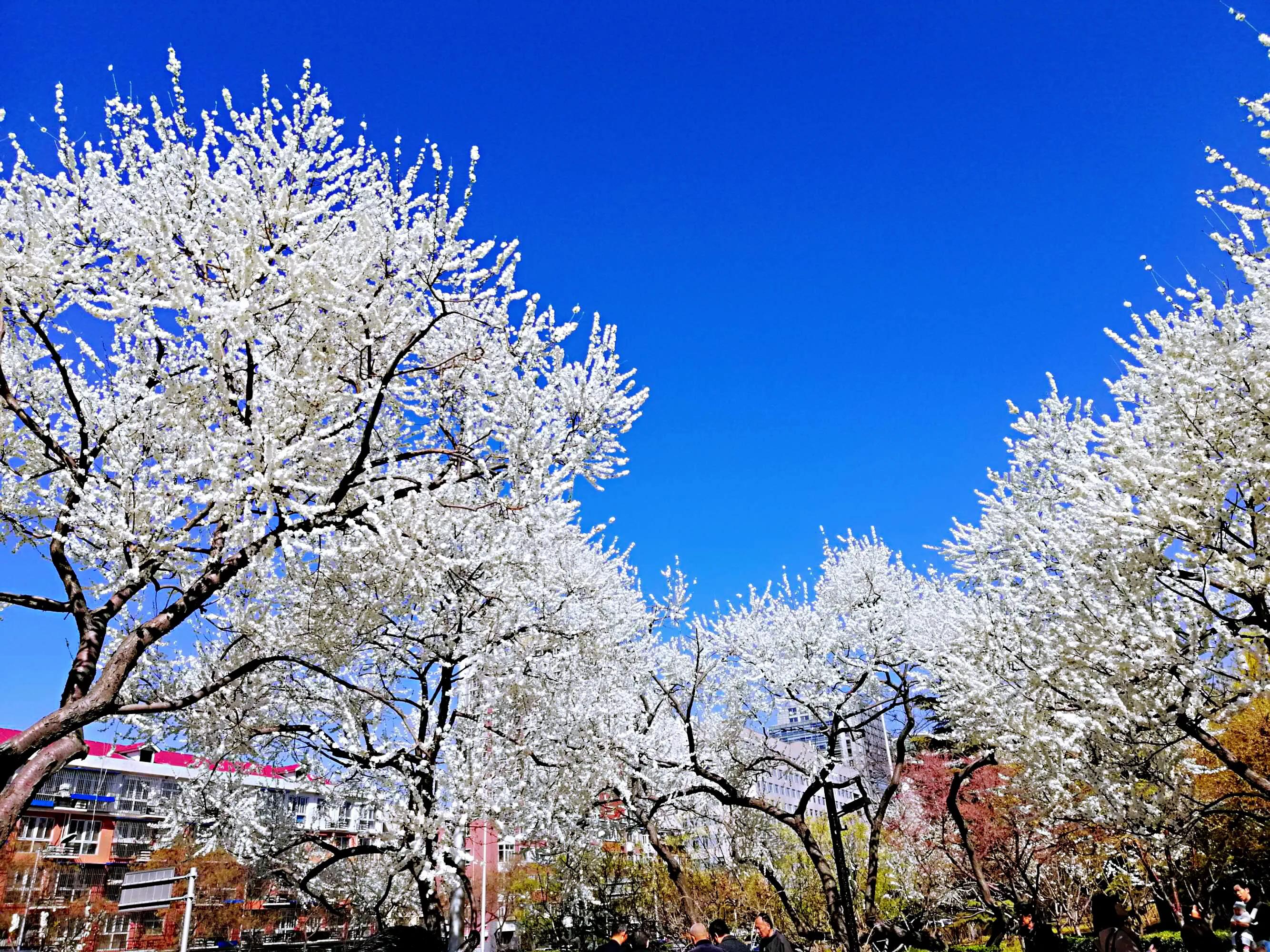白梅蕴含的品格,白梅寓意