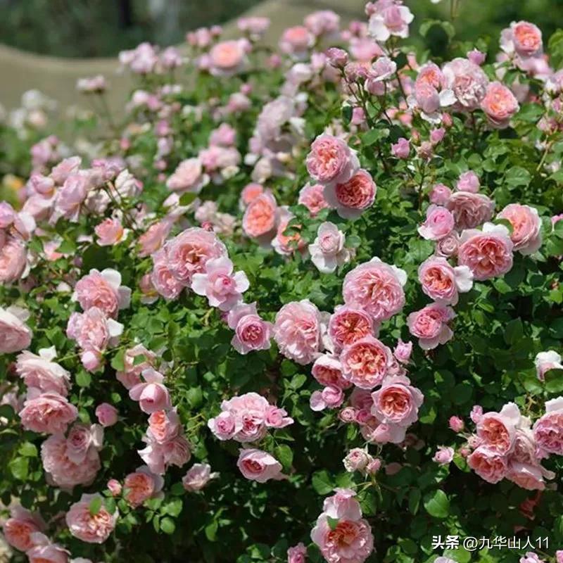 黄色系藤本月季哪个品种好,适合海南种的藤本月季品种