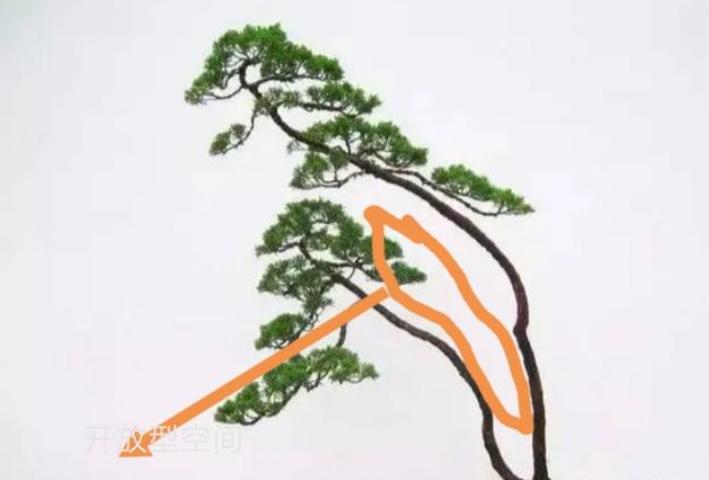 双杆盆景取舍图片,双杆盆景距离远怎么造型