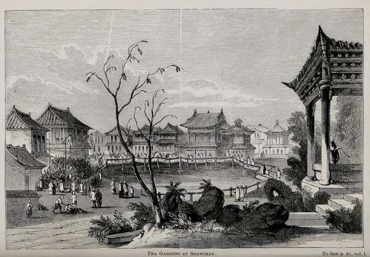 痛心的技术泄密：英国*子骗**偷走安徽两种树苗，让清朝损失百亿纹银