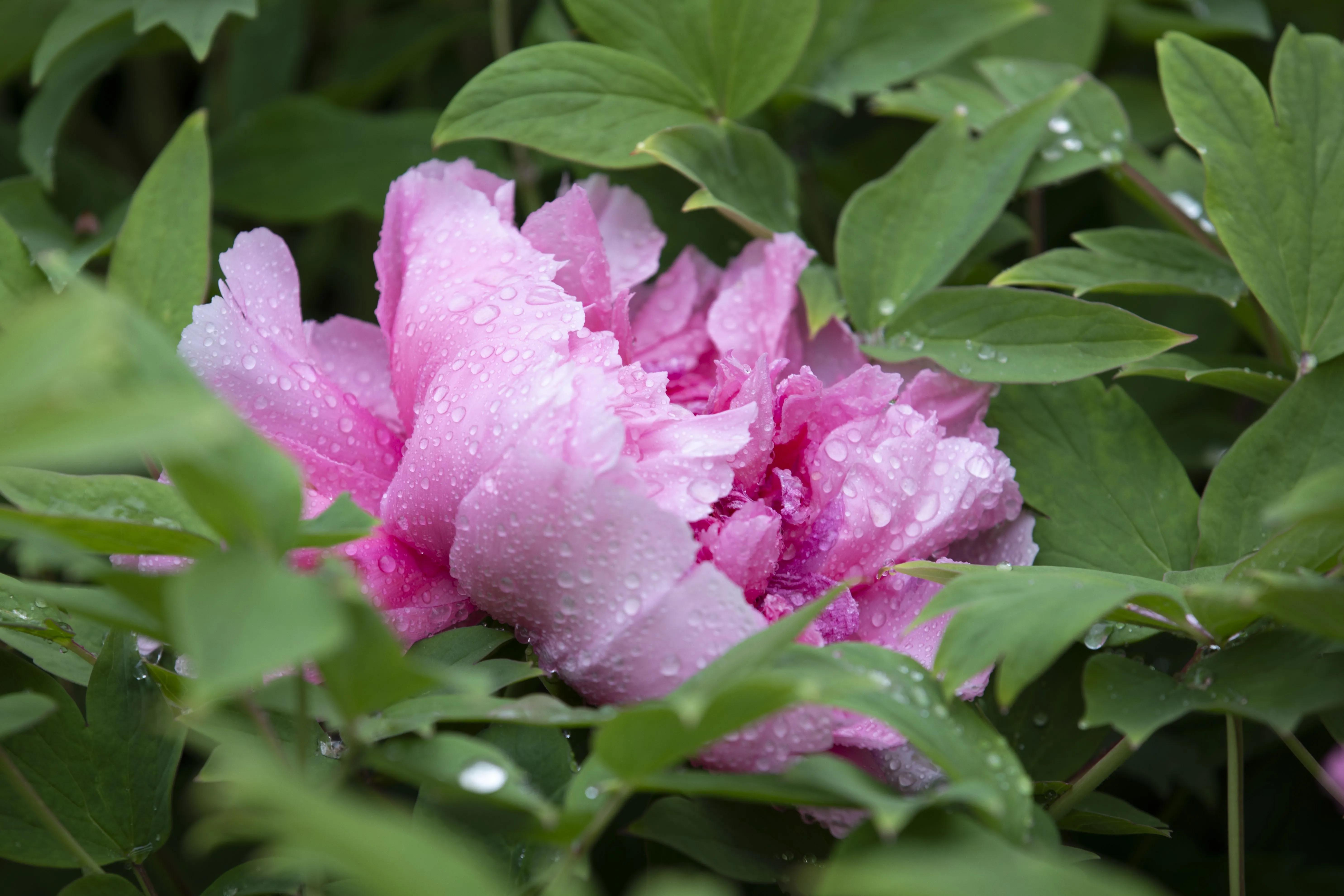 牡丹花开得雍容华贵芳香四溢,牡丹花开雍容华贵视频