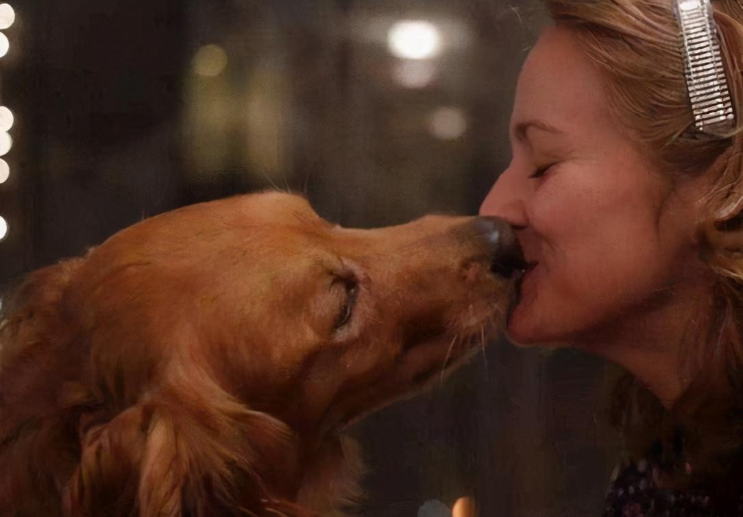 母狗爱舔人？不！它只是想向你表达它对你的爱