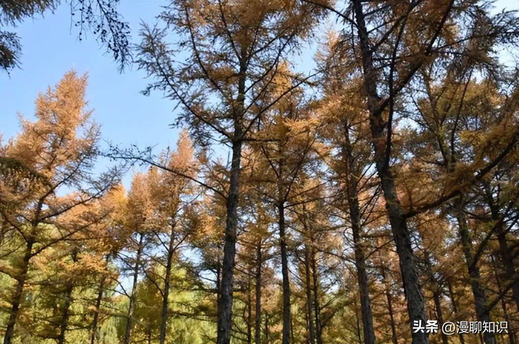 落叶松根部含二氢槲皮素功效,落叶松对人体有什么好处