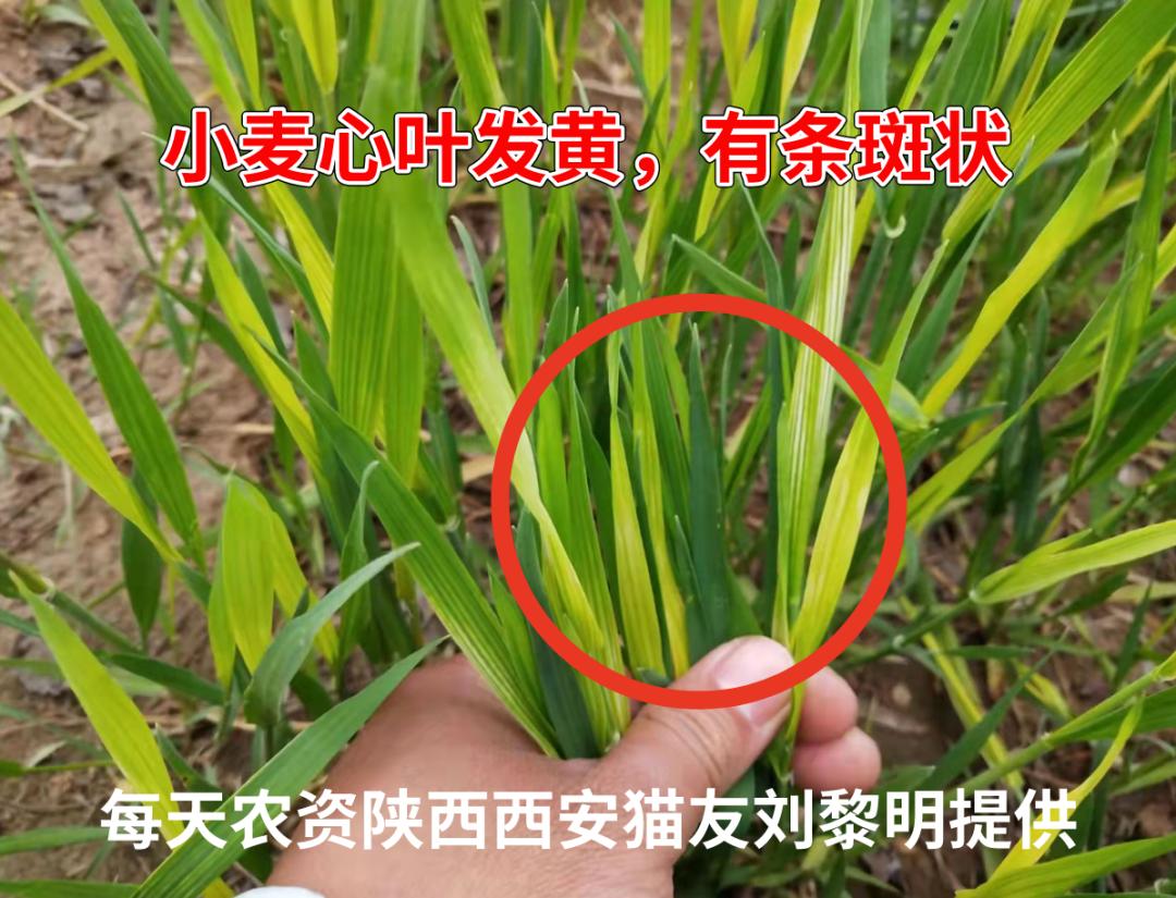小麦发黄的原因及最佳防治药剂,小麦发黄枯死是什么原因