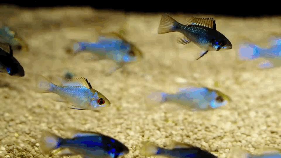 热带观赏鱼长视频,各种热带观赏鱼介绍