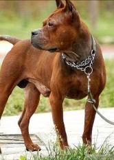 川东猎犬是中国古老犬种吗,川东猎犬可爱