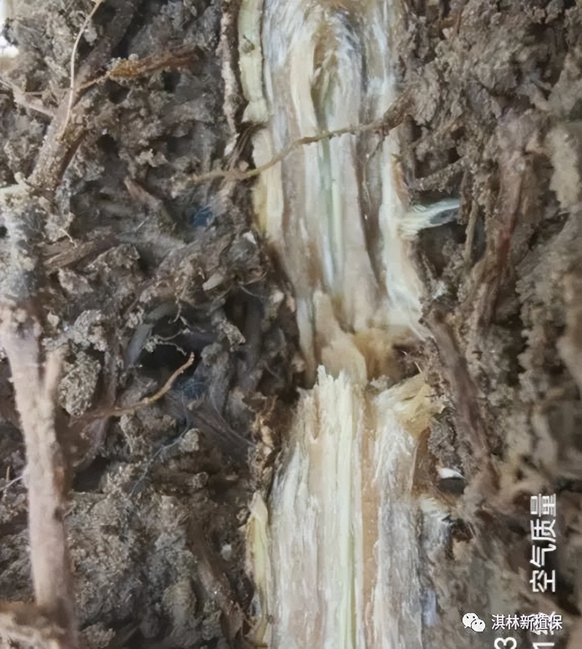 黄杨枝干白絮病,如何判断黄杨是根腐病