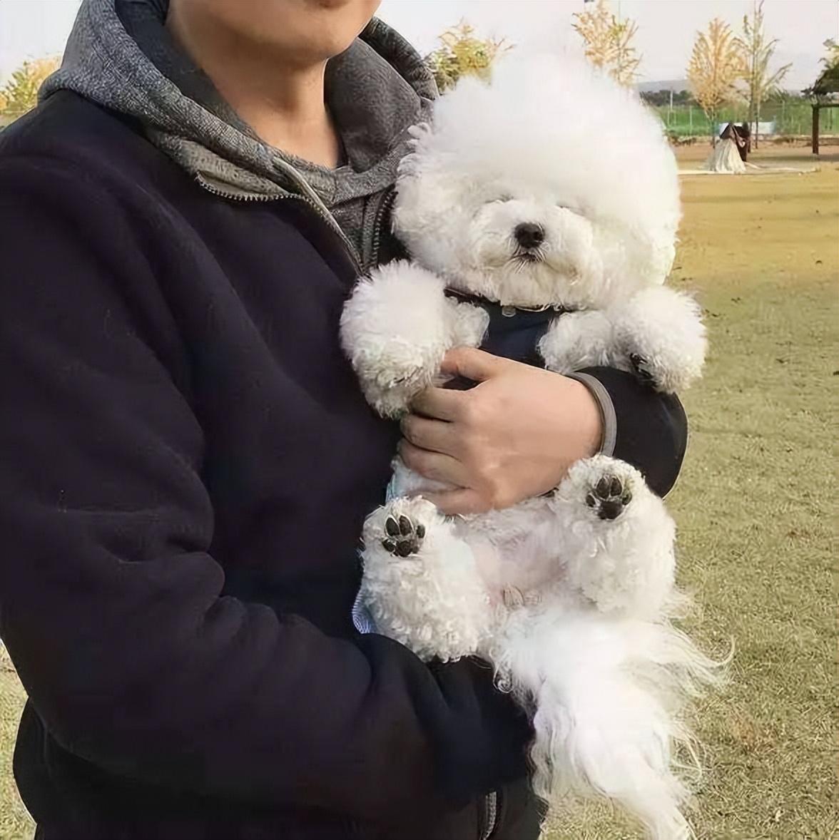 比熊犬的尴尬期是什么样子,比熊犬的缺点有哪些表现