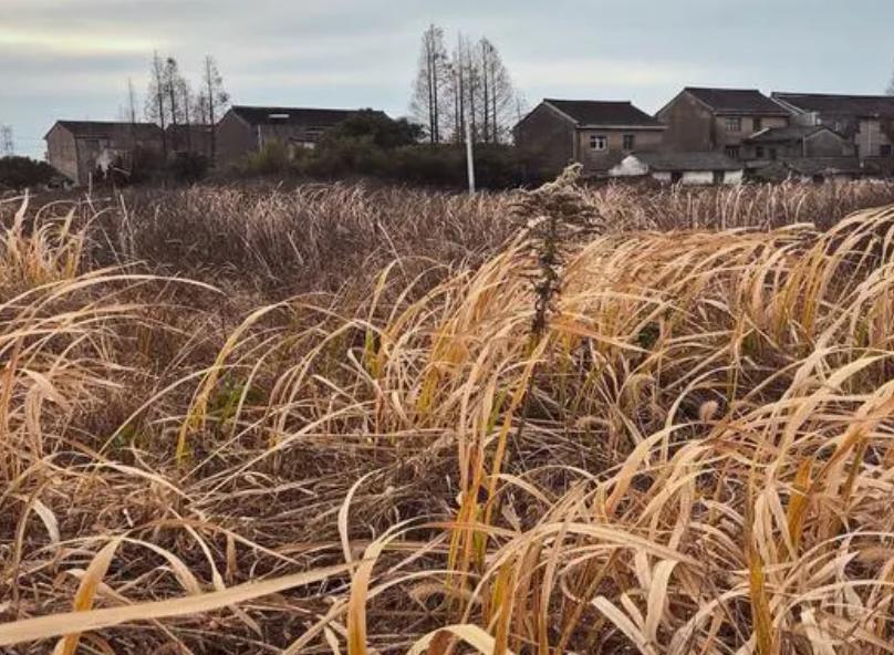 坟地不动土有什么说法,坟地不立碑有什么讲究