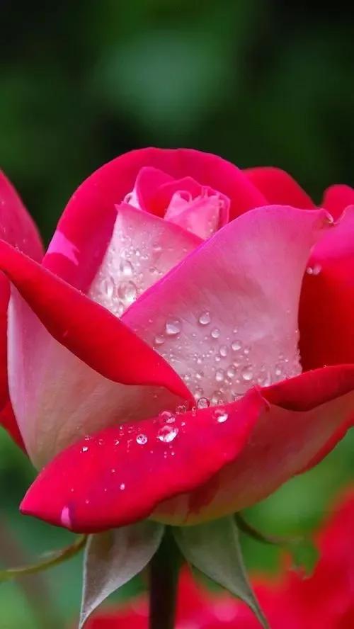 农历四月十五日，送你九九红玫瑰，祝君事业红红火火