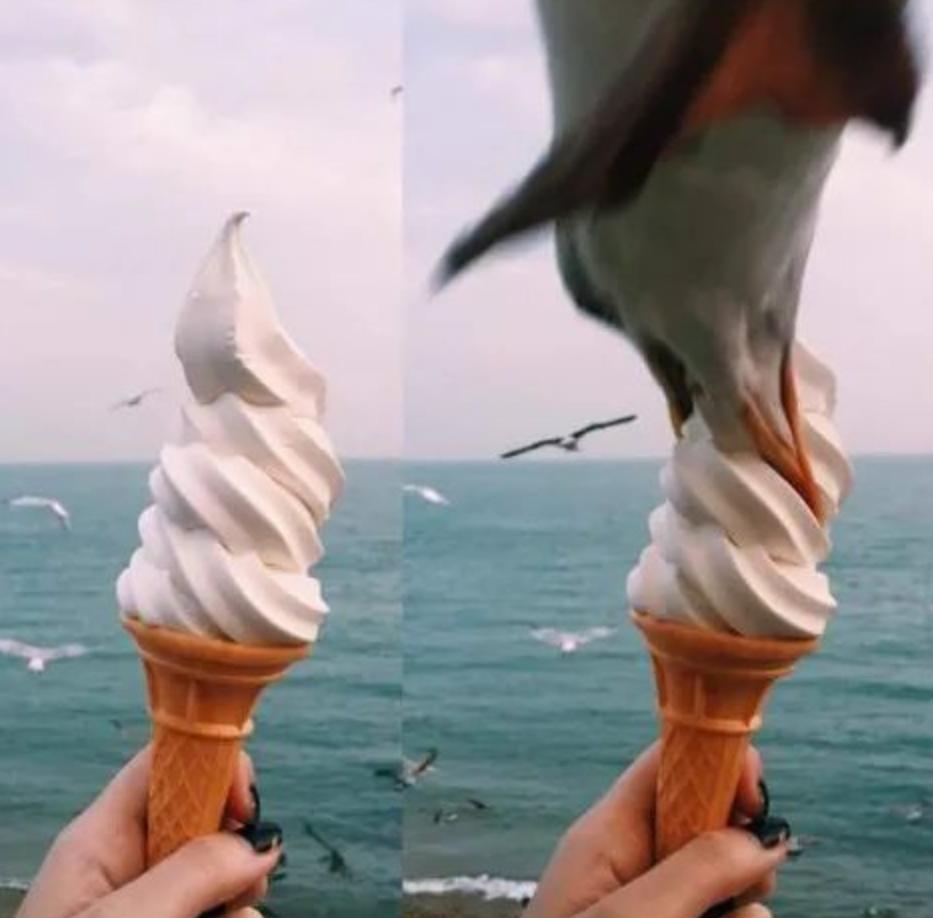 喂过一次大连海鸥，人类就要为自己的弱小羞愧