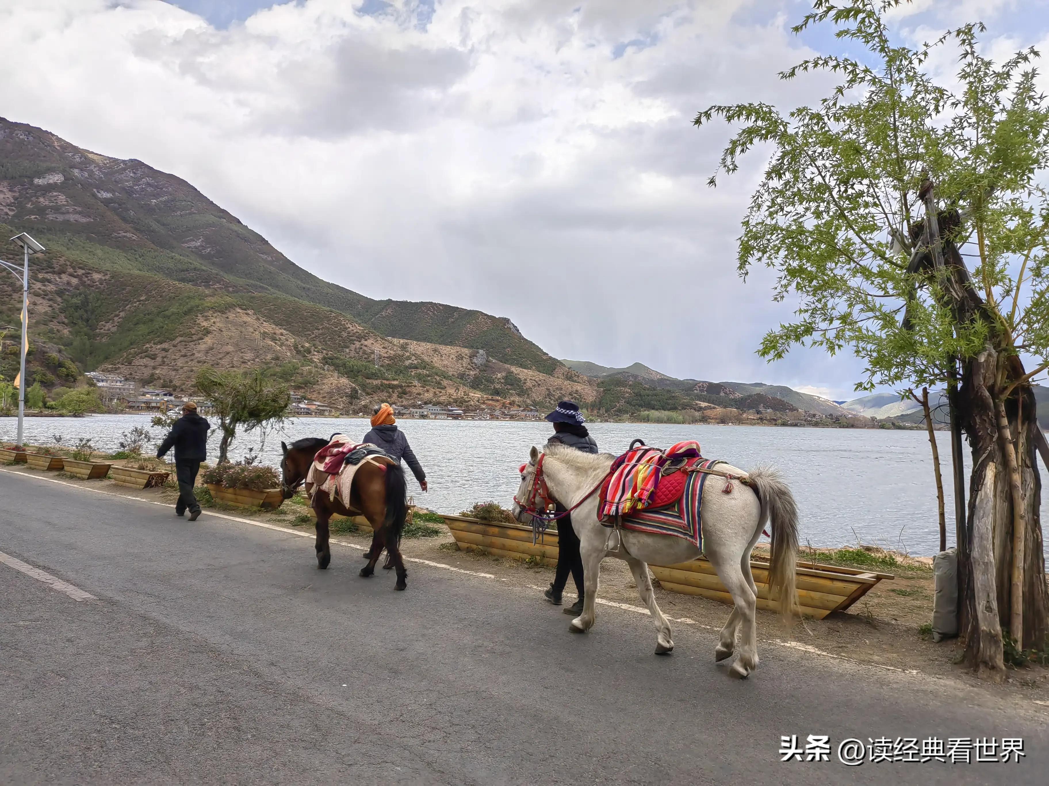 泸沽湖蒸汽石锅鱼品种,泸沽湖的蒸汽石锅鱼