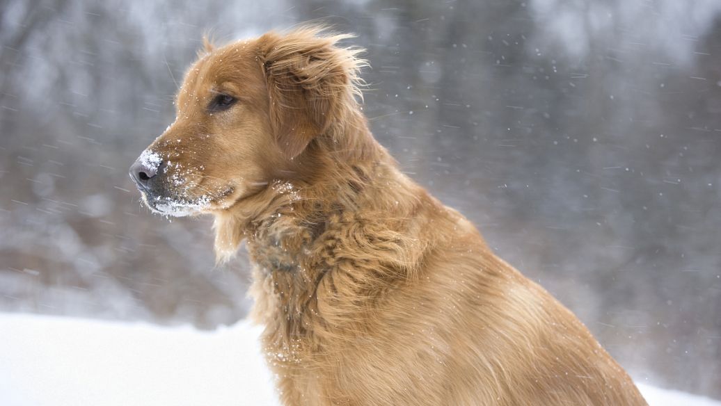 如何应对很凶的狗,遇到凶狗的正确方法