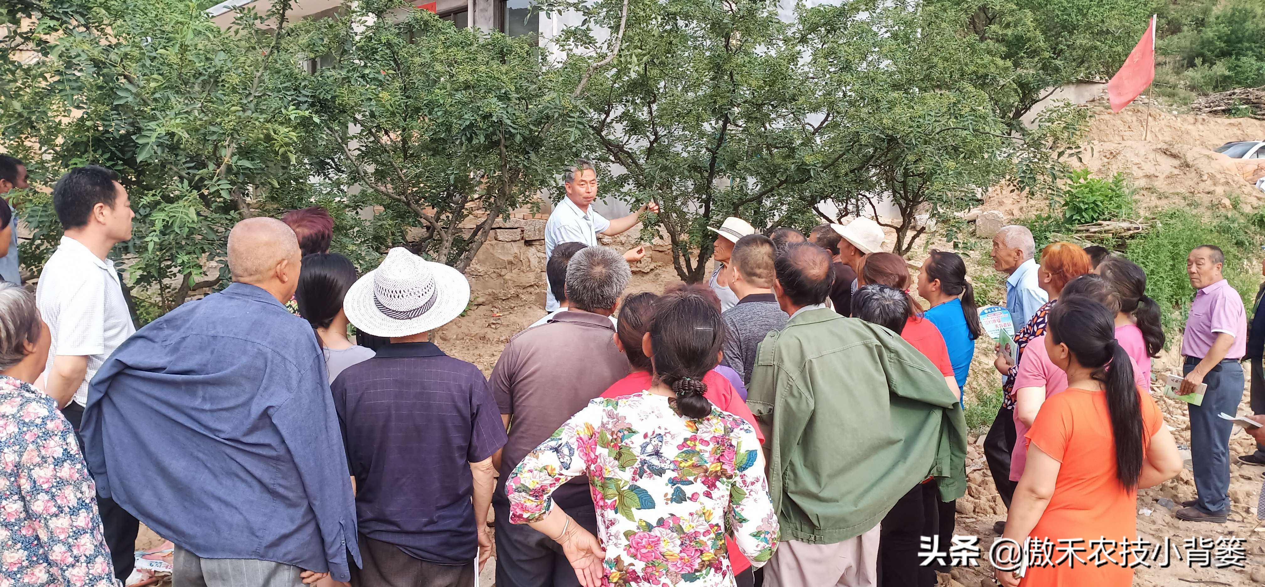 农作物缺镁的表现和症状,严重缺镁缺钙需要多久才能补足