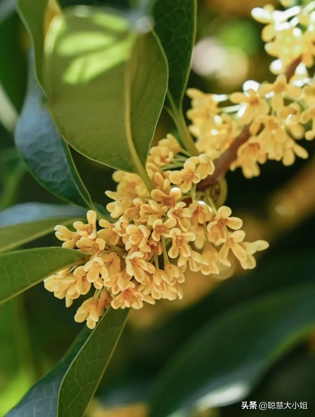 南京赏秋枫叶,南京秋天赏枫叶好去处