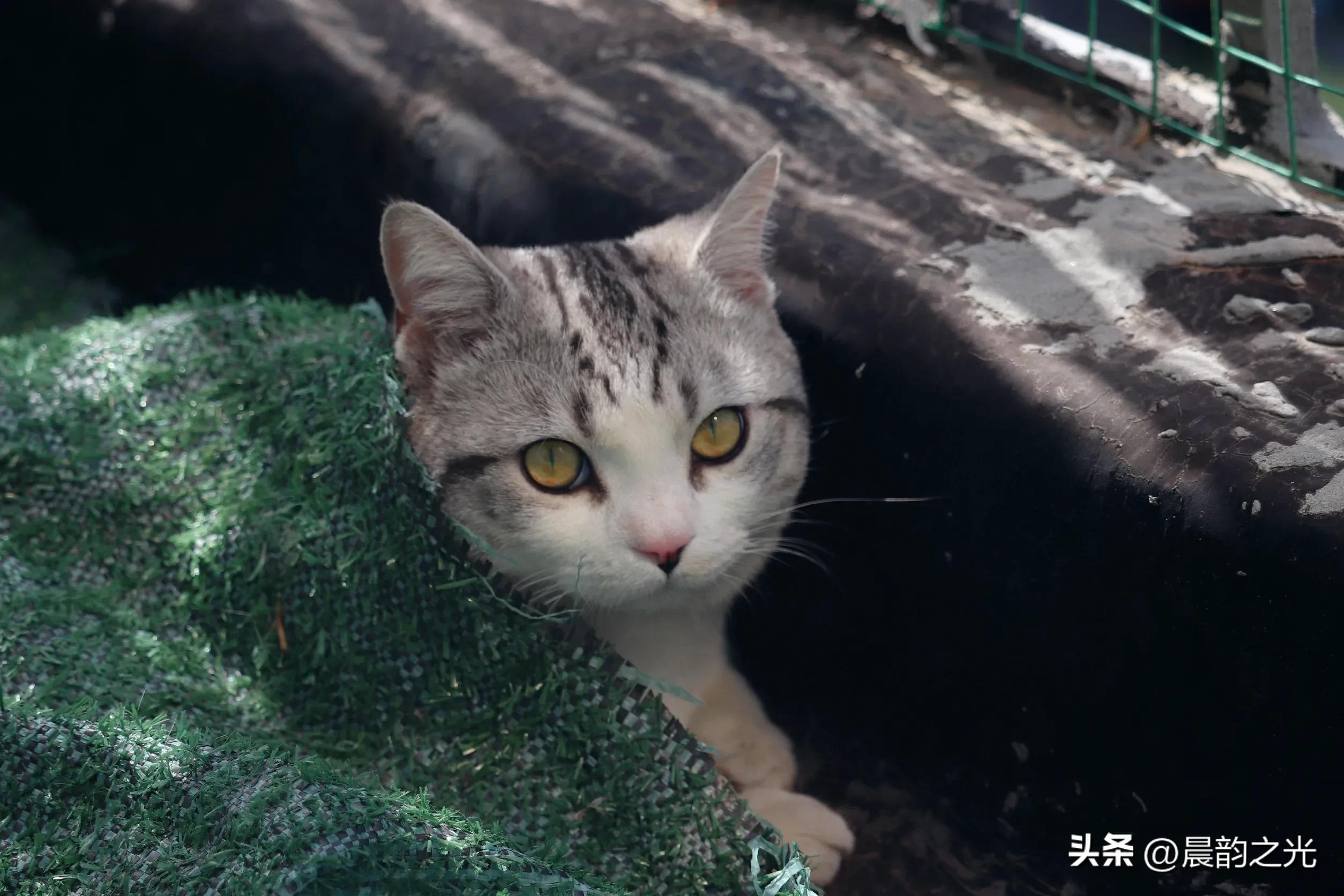 几百块钱买的猫靠谱吗,几百块的猫是真的吗