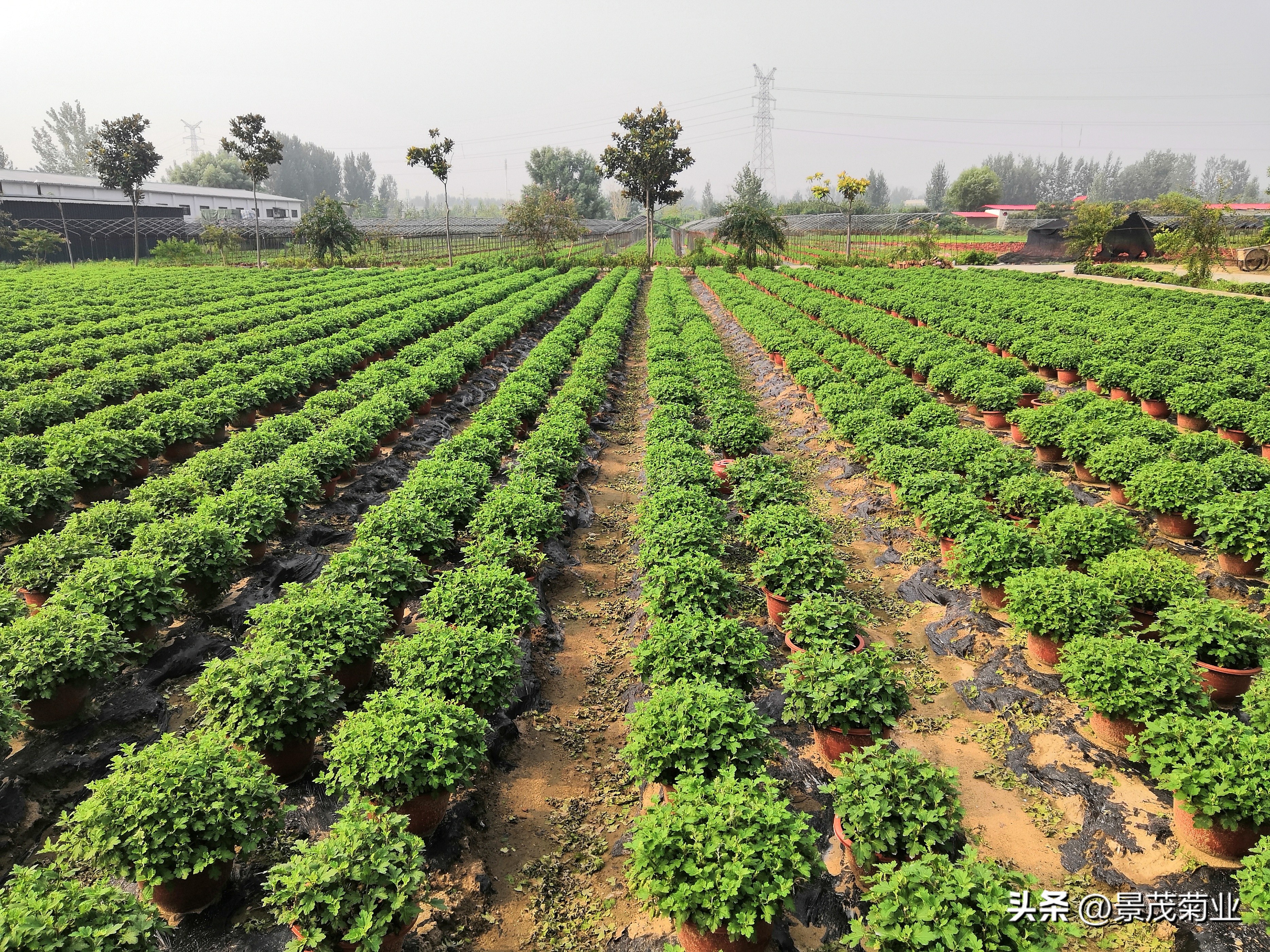 菊花叶片枯落咋回事?菊花叶片枯落的防治措施