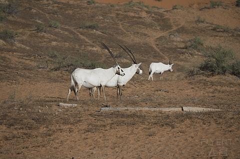 阿联酋丽思卡尔顿,阿联酋野奢帐篷