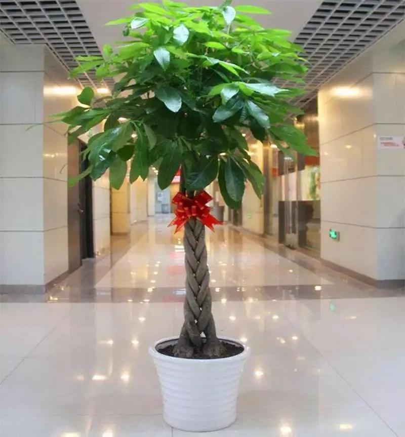 客厅实用盆栽植物有哪些,客厅一般放什么植物盆栽比较好