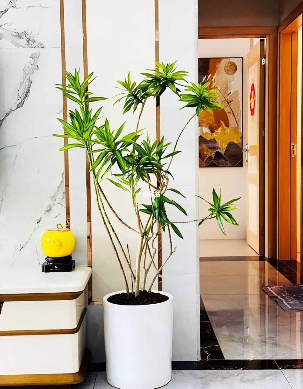 老人说，客厅见树，10家有9富，说得是真的吗？推荐9种吉祥树