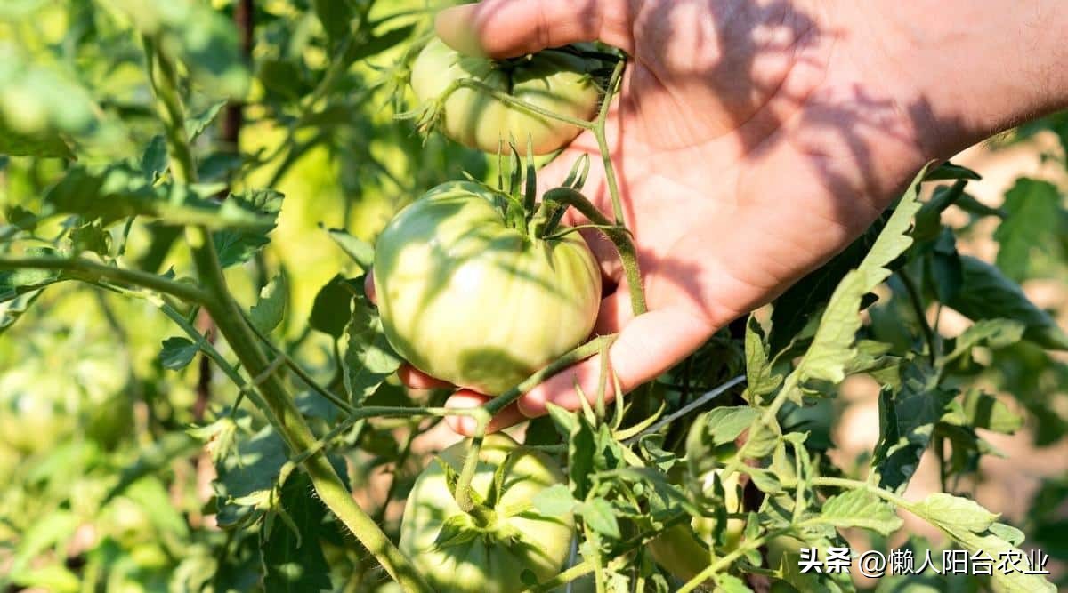 阳台西红柿长得高但不结果,光照不足西红柿疯长不结果怎么办