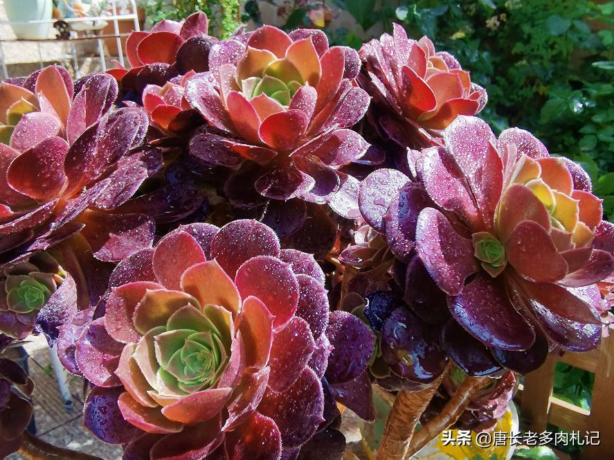 养多肉法师用啥土好,养法师多肉用什么盆好