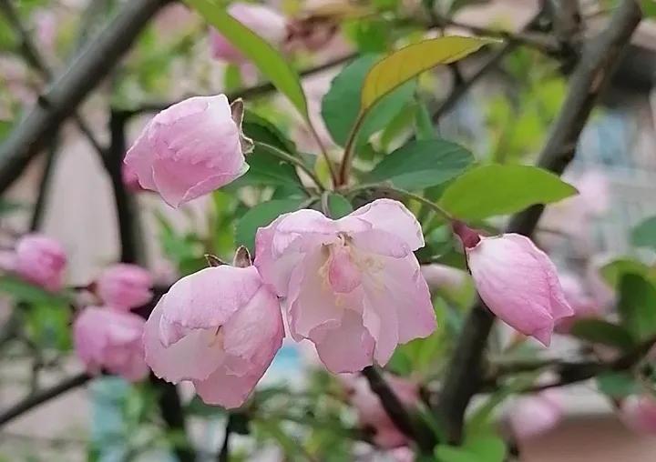 十首最美春日诗词邂逅最美春愁,关于春日的唯美的诗句