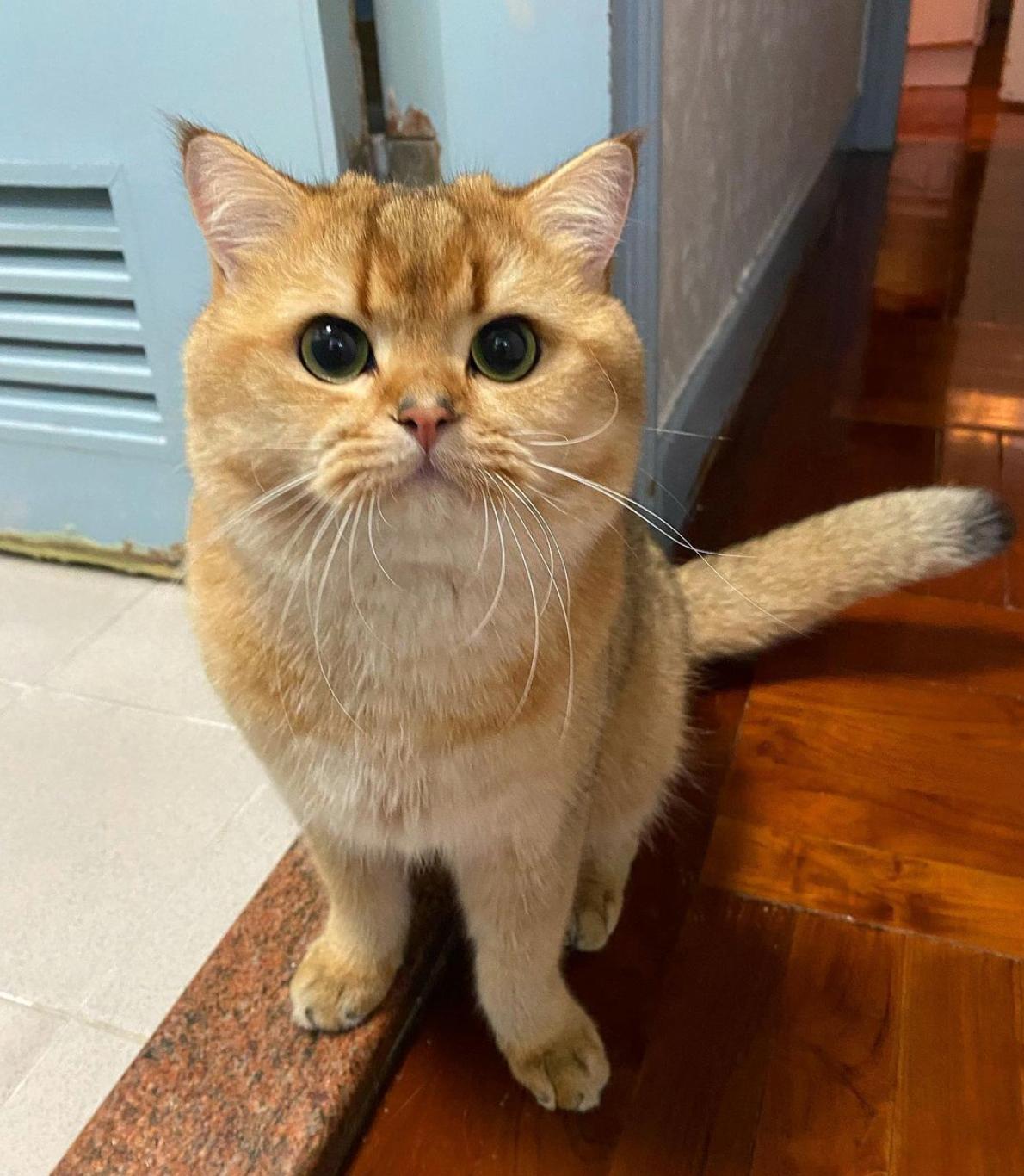 猫咪买什么品种的最好,宠物猫怎么挑选好的猫粮呢