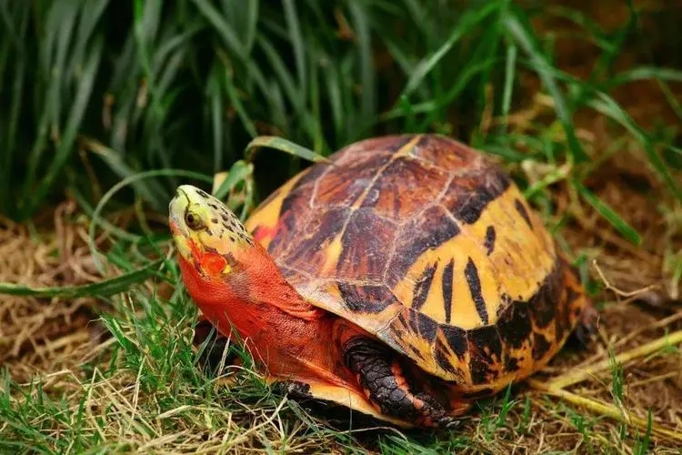 黄缘盒龟的人工饲养方法,黄额盒龟几级保护动物
