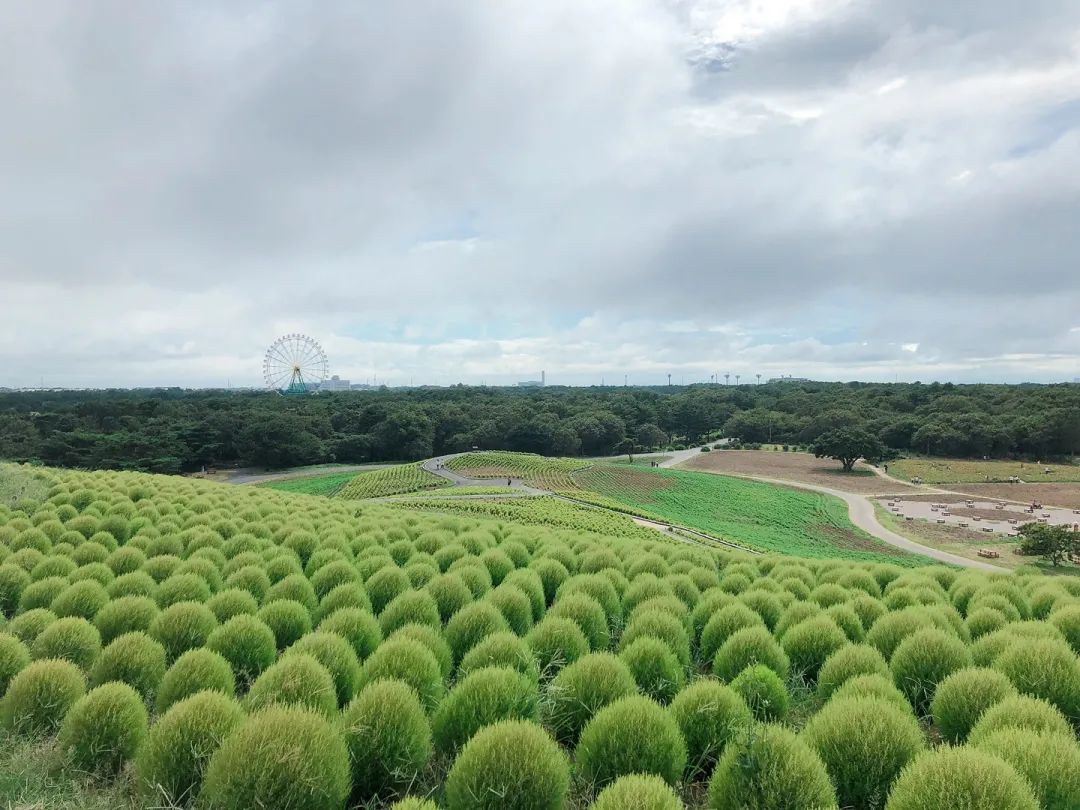 从北到南看日本｜第八期：茨城县深藏多个宝藏拍照打卡点