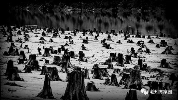 陈凯歌老照片大全集,陈凯歌的知青岁月