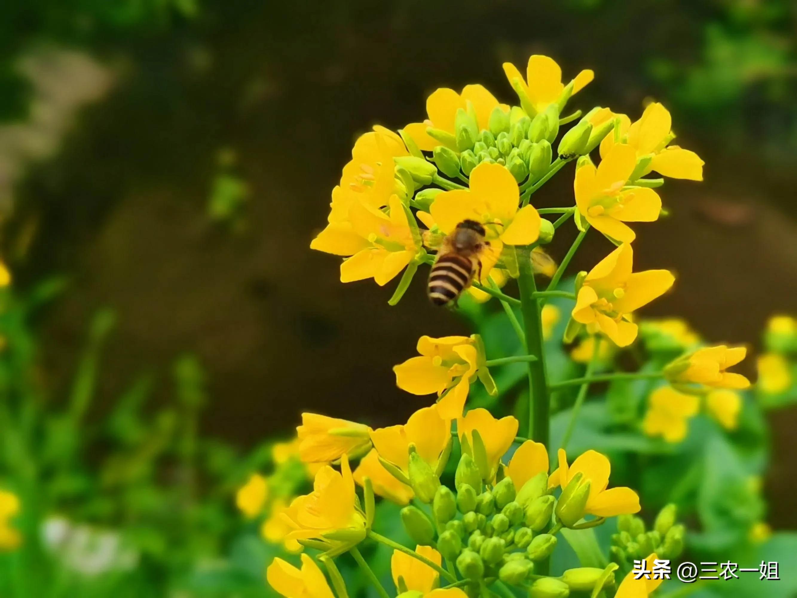 双春闰月年哪三人要躲春,立春躲春是什么时候的习俗