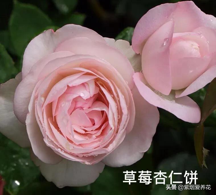 推荐一款漂亮的月季花,推荐好的月季品种