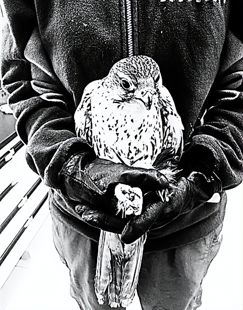 河南男子捡到只怪鸟，想要放生，专家看完后：价值600万