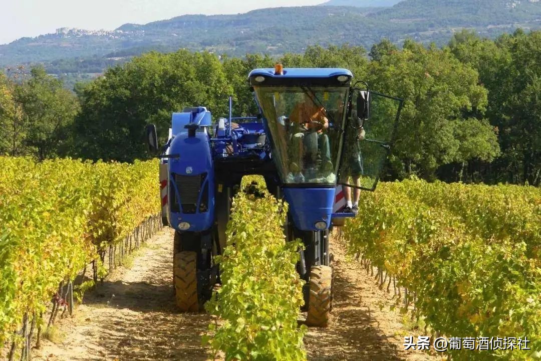 正宗葡萄酒酿造法,葡萄酒酿造步骤精简