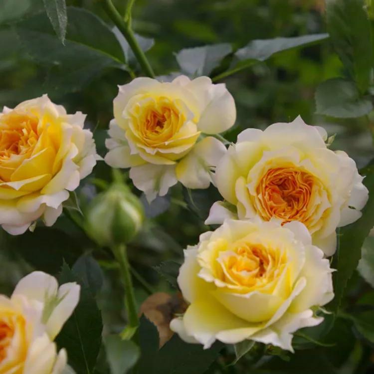 法国玫瑰花园,法国玫瑰花香沐浴露正品