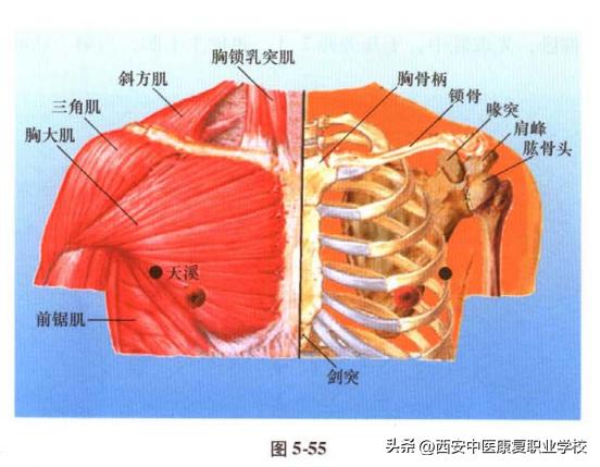 足太阴脾经腹段穴位分布,足太阴脾经经穴是哪个穴位